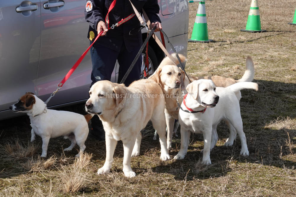 阪神救助犬協会の救助犬