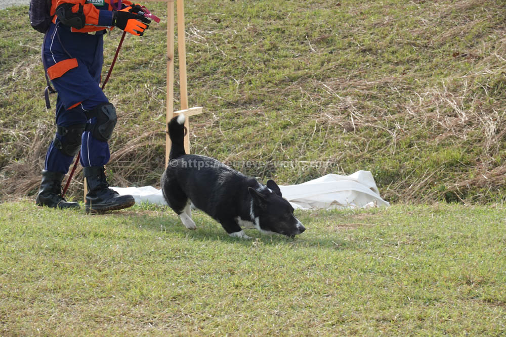 ジャパンケネルクラブの災害救助犬