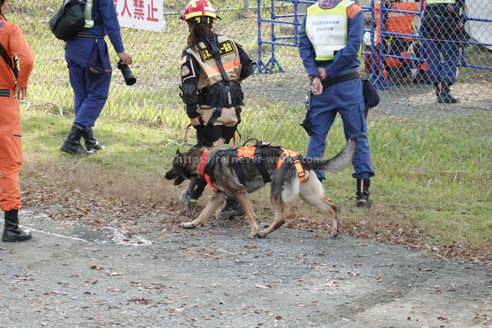 災害救助犬（日本レスキュー協会）