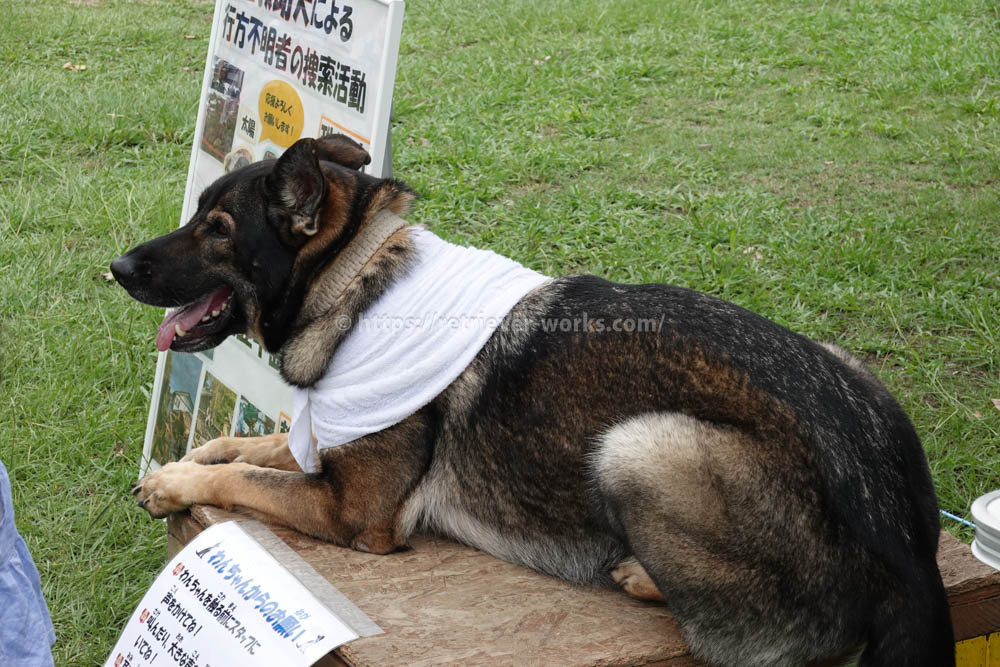 日本レスキュー協会　災害救助犬