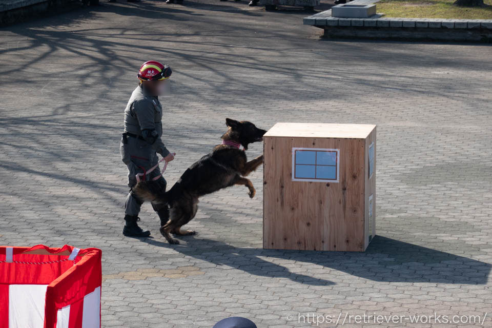 救助犬訓練展示